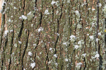 texture of tree bark with melting snow macro