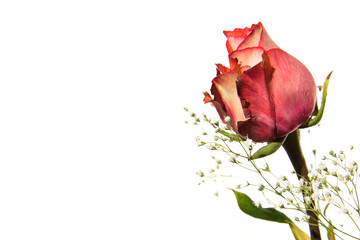 Pink Rose with Baby's Breath
