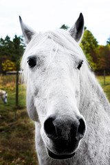 Obraz premium White Horse