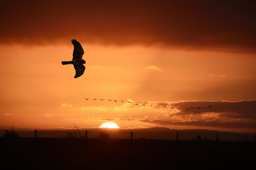 Fototapeta na wymiar Sunrise birds