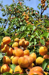 close-up of the ripe apricots