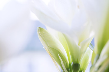 Obraz premium Flower.