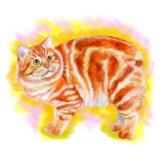 Watercolor portrait of red Manx, Manks cat with no tail isolated on yellow background. Hand drawn sweet home pet. Bright colors, realistic design. Greeting card design. Clip art. Place for your text