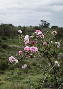 Roses of Portugal