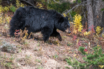 Schwarzbär