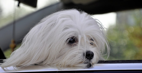 Maltese dog in the car looking out the window