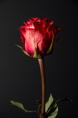 Pink and Red Rose on Black