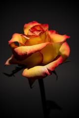 Sunset Rose on Black