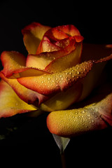 Sunset Rose with Water drops