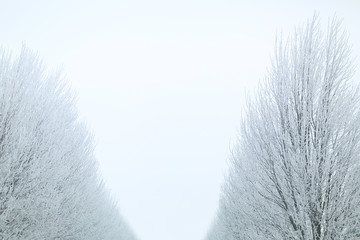 Snowy trees