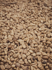Lewak coffee beans being dried out