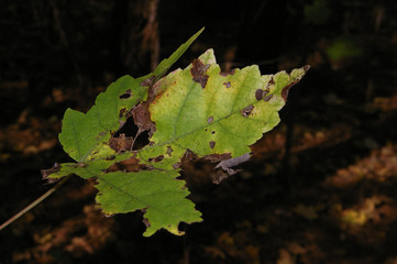 Fall leaf.