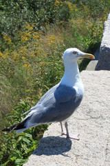 Seagull on stone fence.