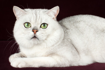 Scottish straight cat