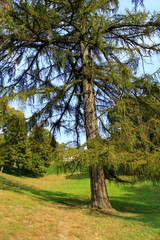 Fototapeta premium big Sequoia sempervirens in Kachanivka park