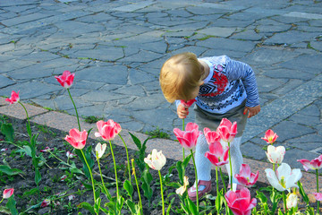 little girl scents tulips bent low