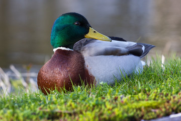 Duck chillin on a bond