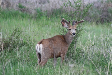 Deer with fuzzy antlers.