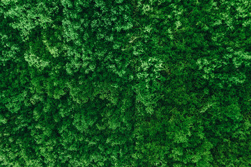 green moss for background texture, decorated wall