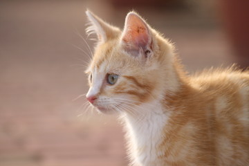 Fototapeta premium Streunende Katze 