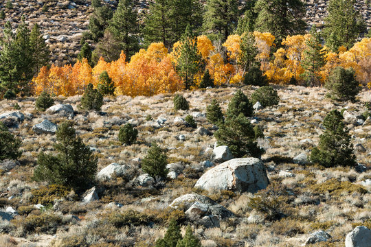 Aspendell near Bishop, CA
