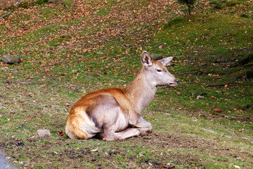 Cute little deer on grass