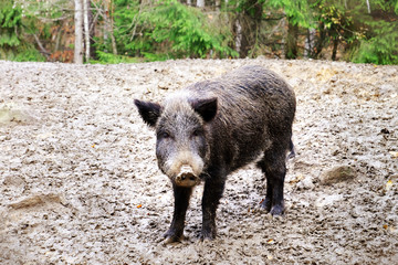 Wild boar in forest