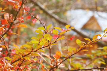 Autumn branches of barberry, closeup