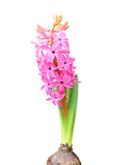 Flowers pink hyacinth on a white background, isolated photo.