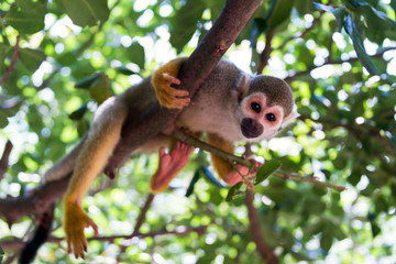 Squirrel monkey at Hay Park in Kiryat Motzkin, Israel