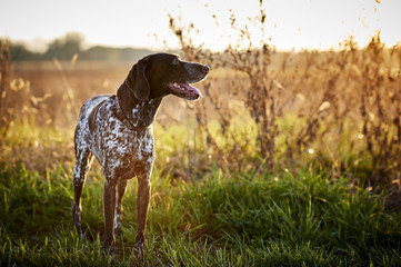a beautiful bird dog hunting in a field