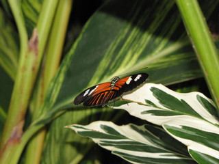 Butterfly on leaves.