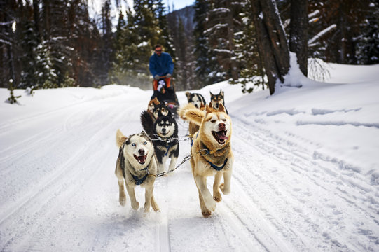 dog sledding in the mountains