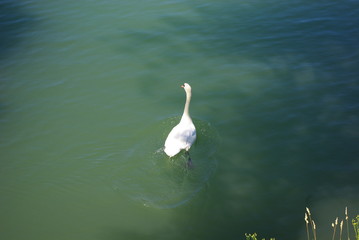 swan