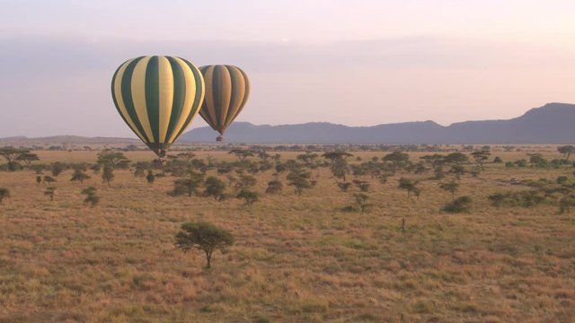 CLOSE UP: Two ballons safari rising above lush acacia tree canopies in Serengeti