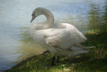 swan