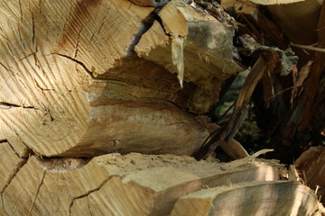 End view of fallen tree and growth rings.