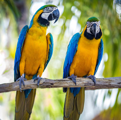 Blue and yellow macaw