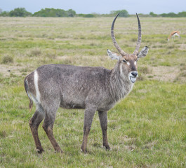 Waterbok