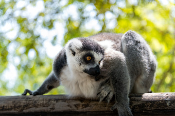 Lemur at Hay Park in Kiryat Motzkin, Israel