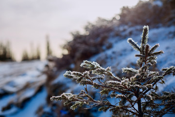 Spruce branch. Winter nature. Spruce needles. Fluffy Christmas tree. Blue spruce