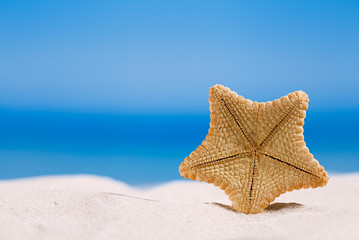 Fototapeta na wymiar rare deepwater starfish with ocean, on white sand beach, sky and