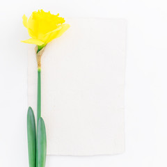 Narcissus and paper card on white background. Flat lay, Top view.
