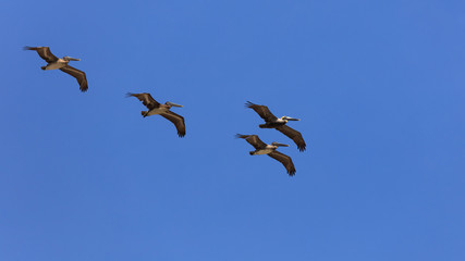 Four pelicans against blue sky, Florida, USA