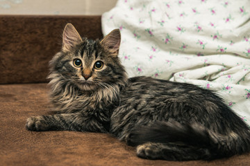 Fototapeta na wymiar Cute brown tabby kitten investigating room. Baby cat sniff air. Cute fur kitten on bed.