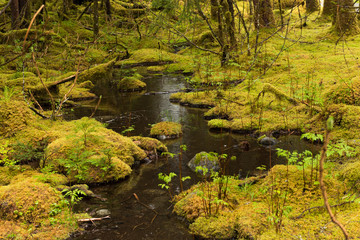 Fototapeta na wymiar Creek in the Rain Forest
