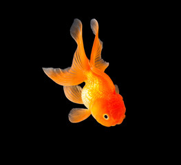 Gold fish isolated on black background