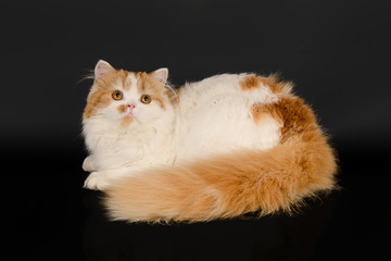 Red-haired Scottish longhaired cat on a black background