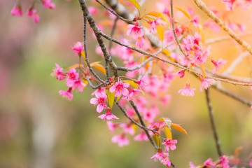 Sakura flowers blooming blossom in Chiang Mai, Thailand
