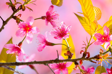Sakura flowers blooming blossom in Chiang Mai, Thailand